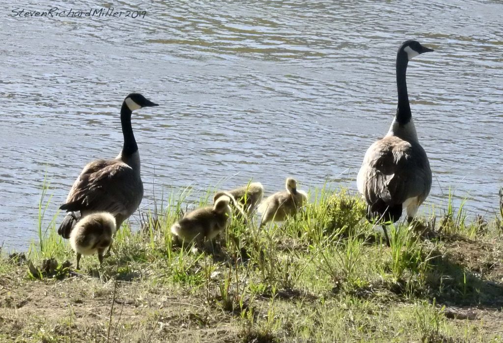 Canada goose family, Pilar, Rio Grande