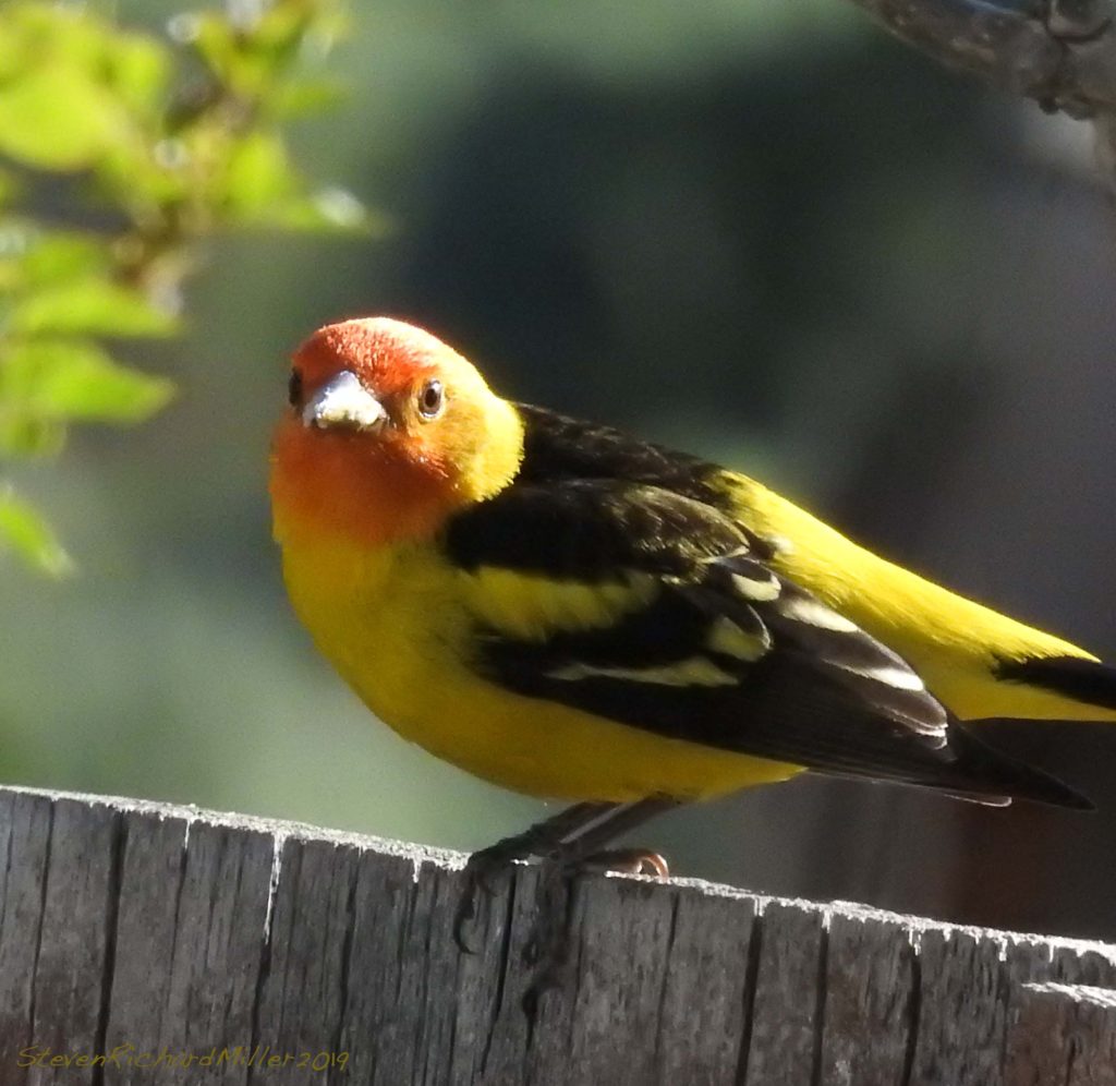 The Western tanagers are attracted to our house by suet, Rio Grande
