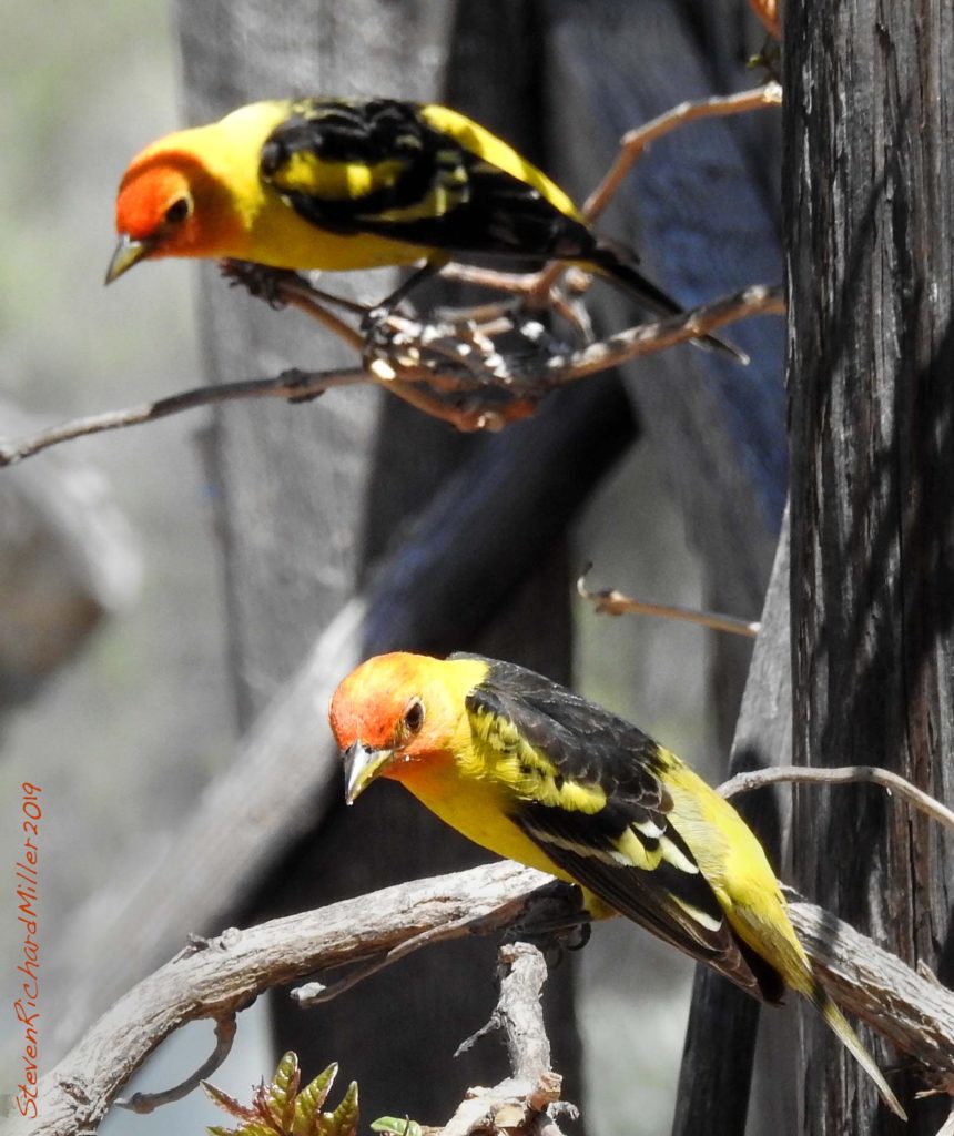 Western tanager pair, Rio Grande