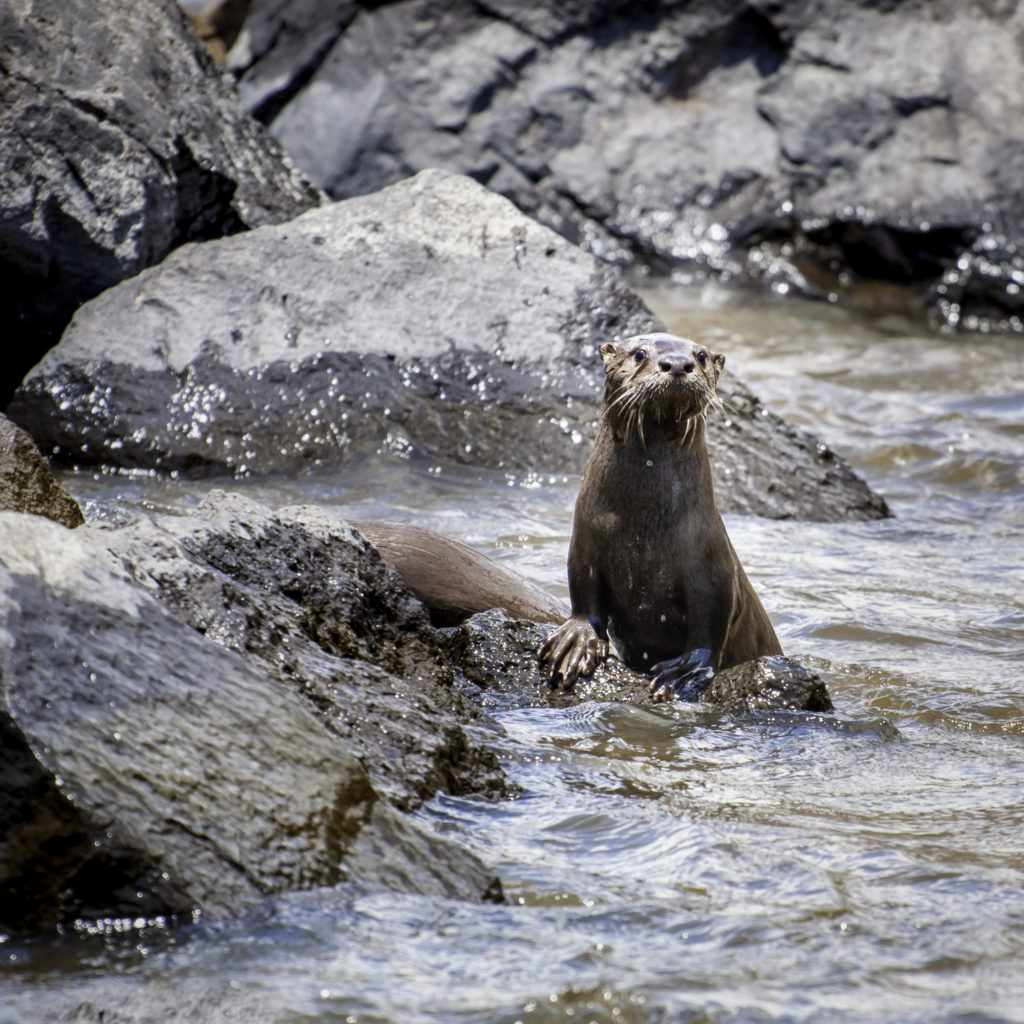 Otter looks at the photographer.