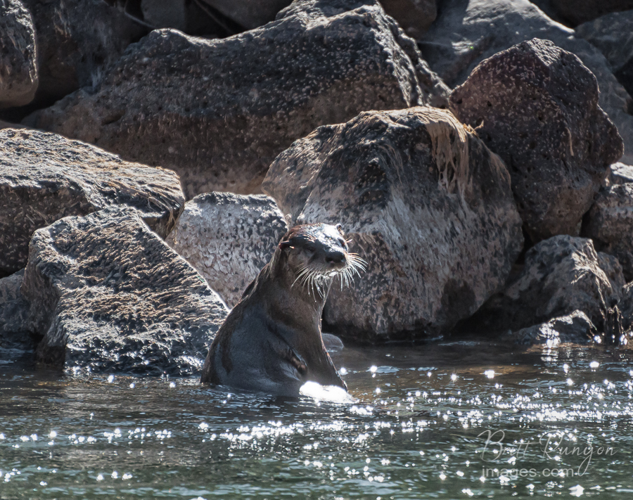River otter of the Rio Grande, New Mexico.