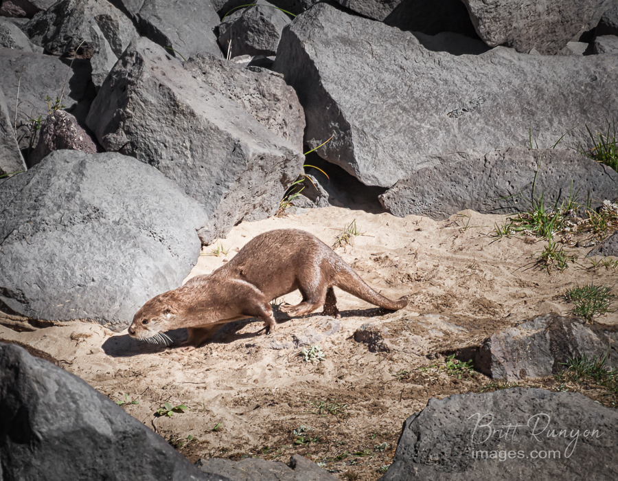 Otters love rolling in the sand.