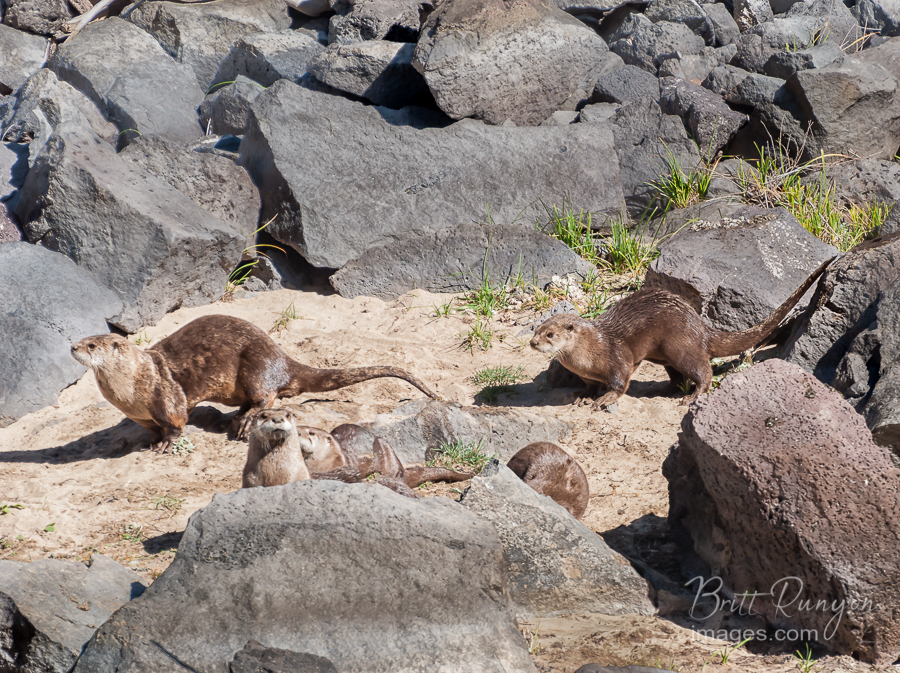 River otter family in the sand.