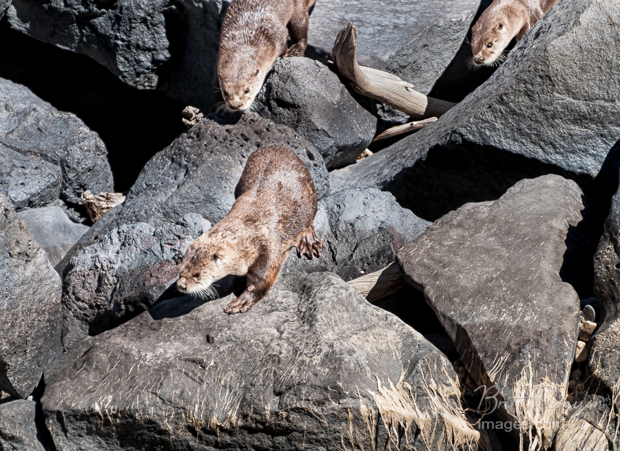 River otters on the boulders.