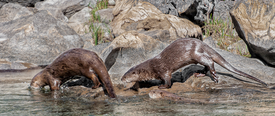 Otters are quick in and quick out, of the water.