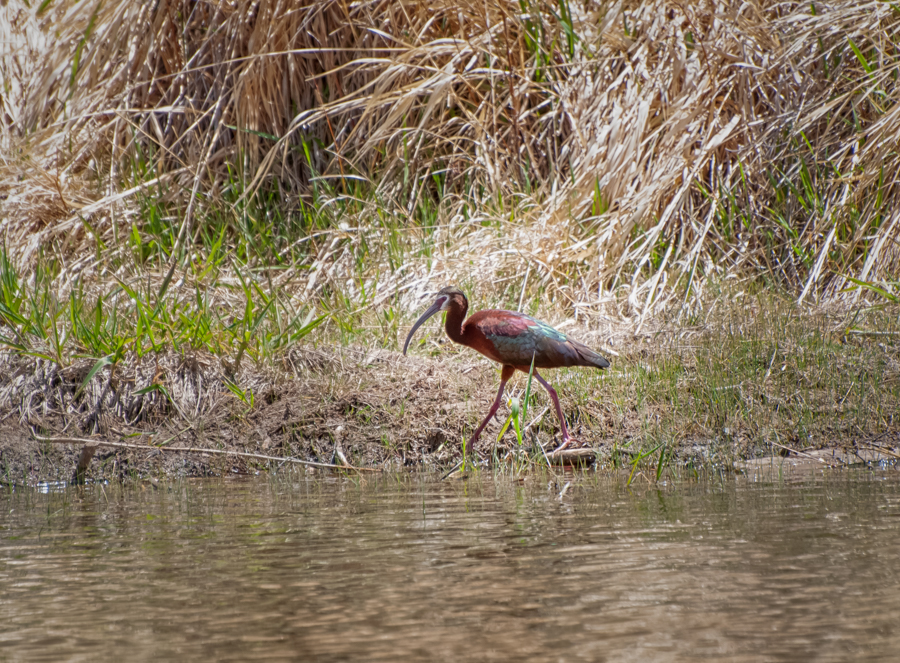Glossy Ibis on the shore.