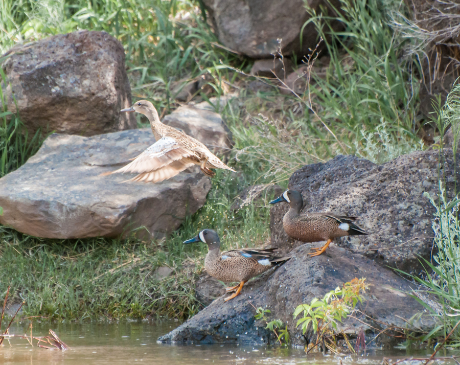 Blue-winged teal on the boulders.