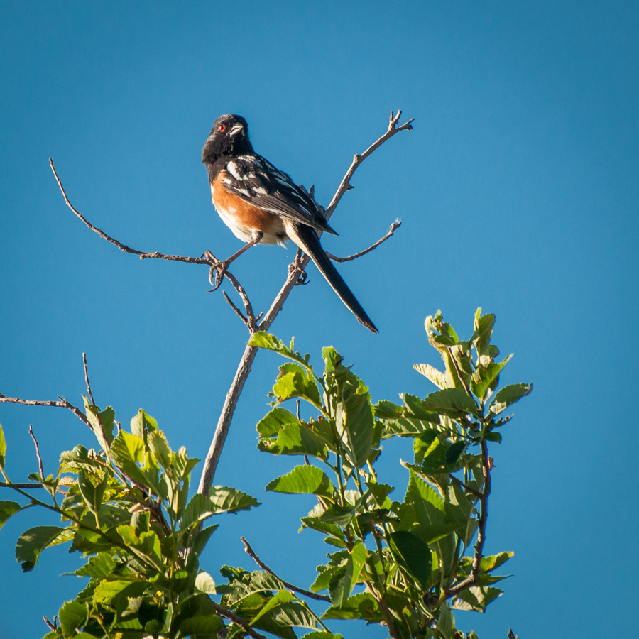 Spotted Towhee along the river.