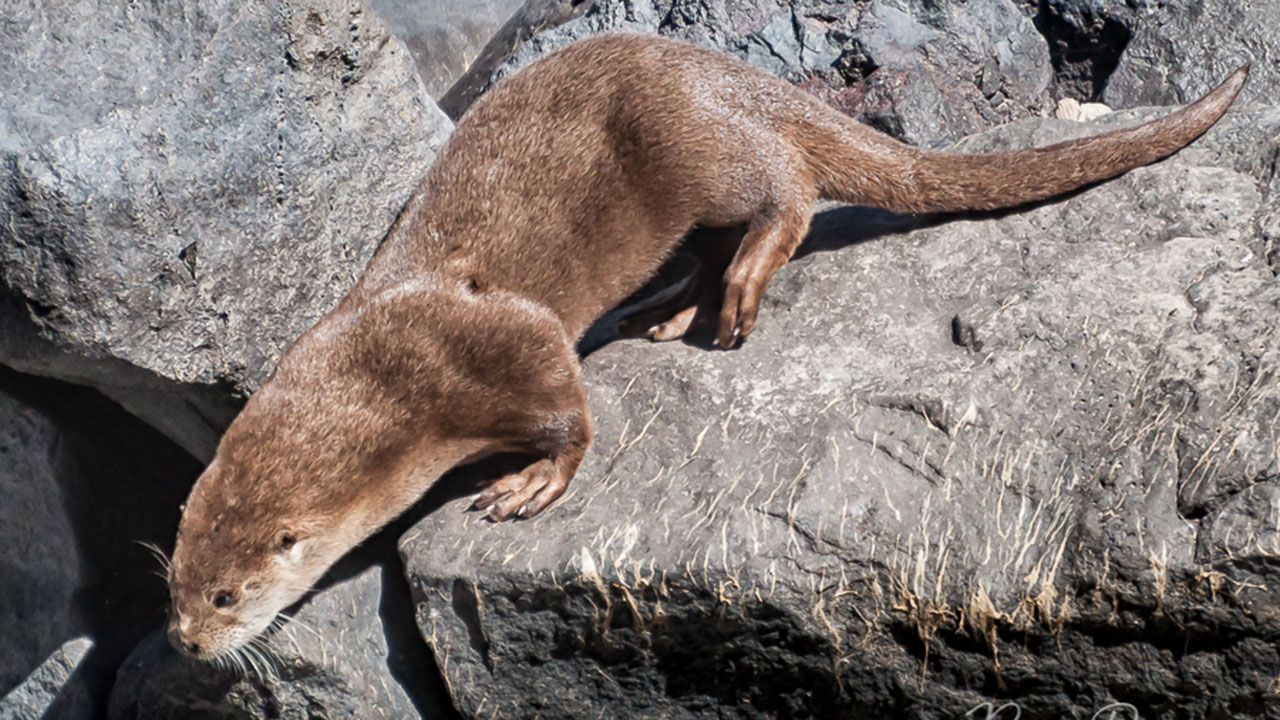 New Mexico River Otters