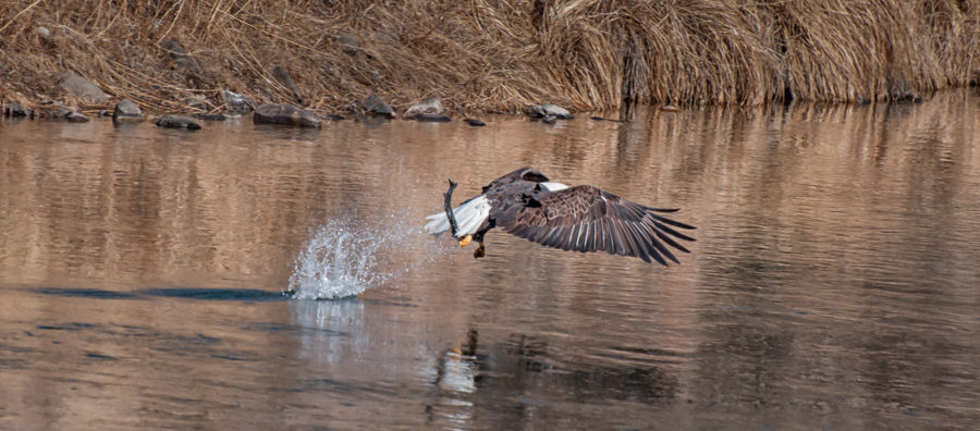 Bald Eagle catches a fish.