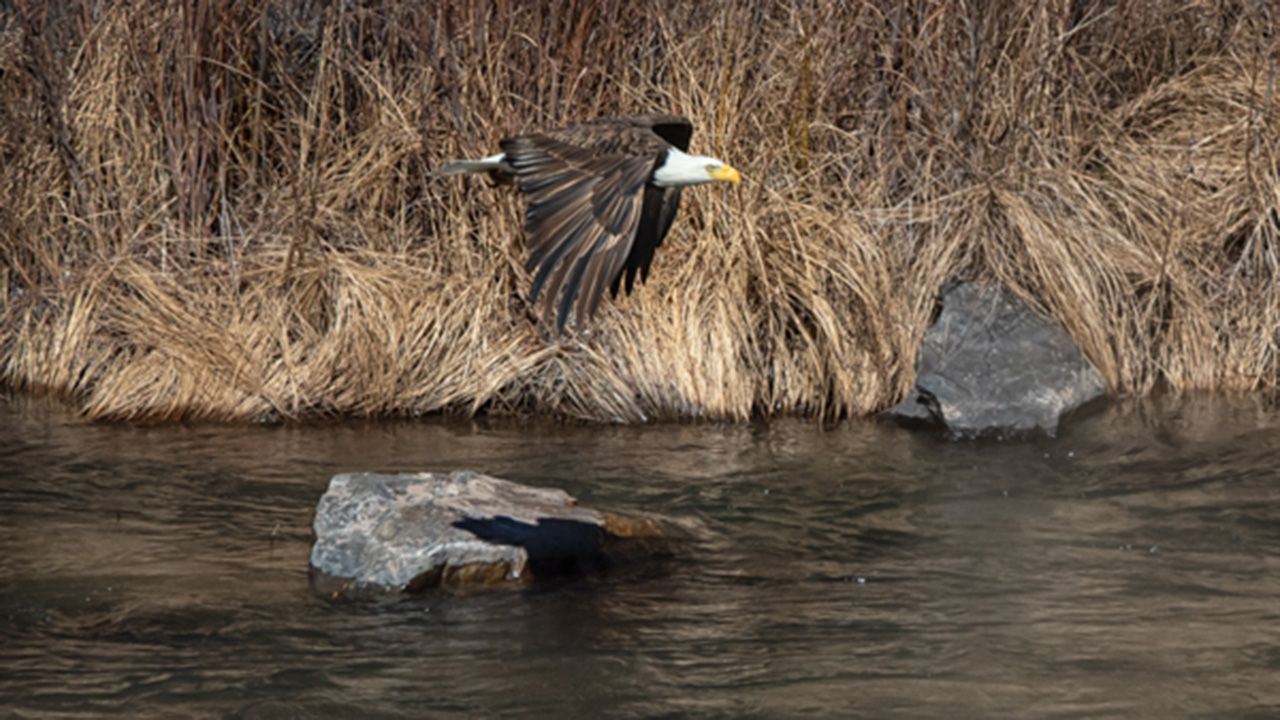 Bald Eagles of the Rio Grande