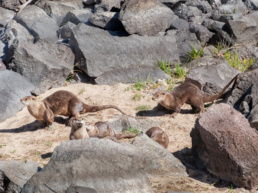 Otters of the Rio Grande, New Mexico