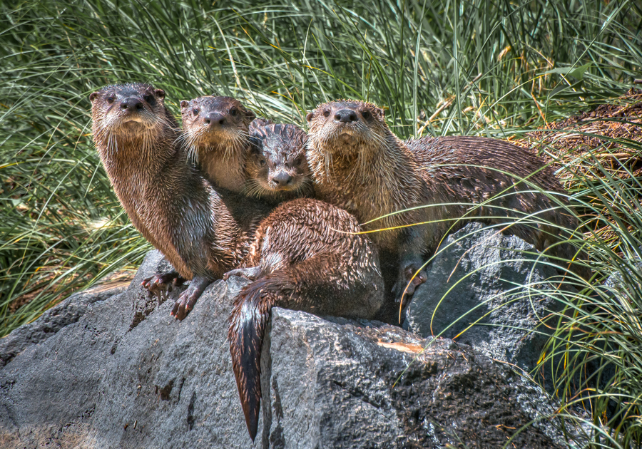 Otters of the Rio Grande del Norte National Monument.