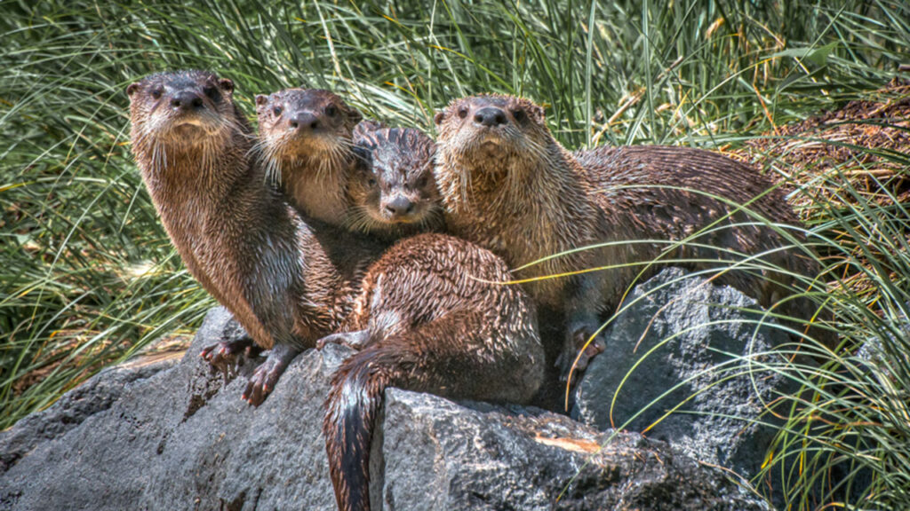 Otters of the Rio Grande del Norte National Monument.